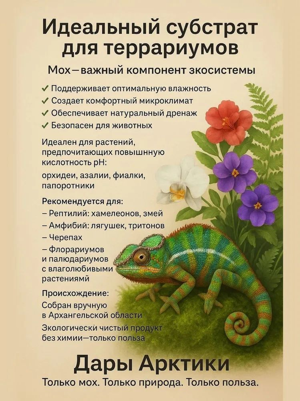Мох Сфагнум
