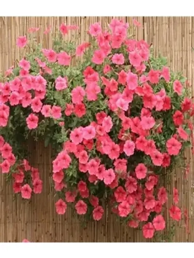 Семена Петуния Вельвет Салмон Шейдес ампельная F1 5шт