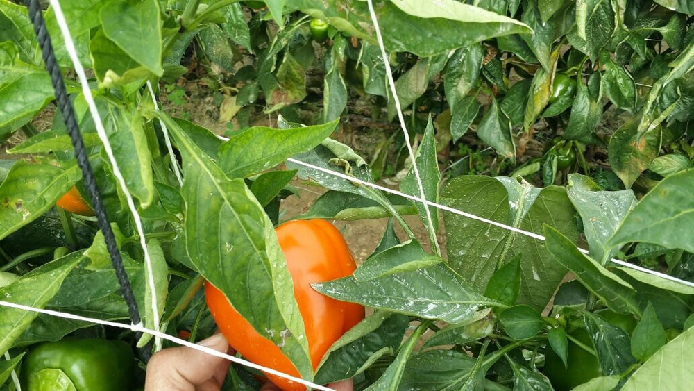 болгарский красный перец. зеленый перец, желтый перец- Египет