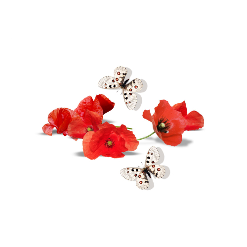 Панель потолочная ПВХ Novita 3D Полевые маки