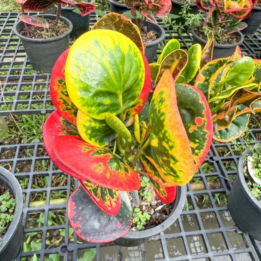 Кротон RED GEM – DAENG MANEE