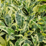 Кротон VARIEGATED – DANG (V70)