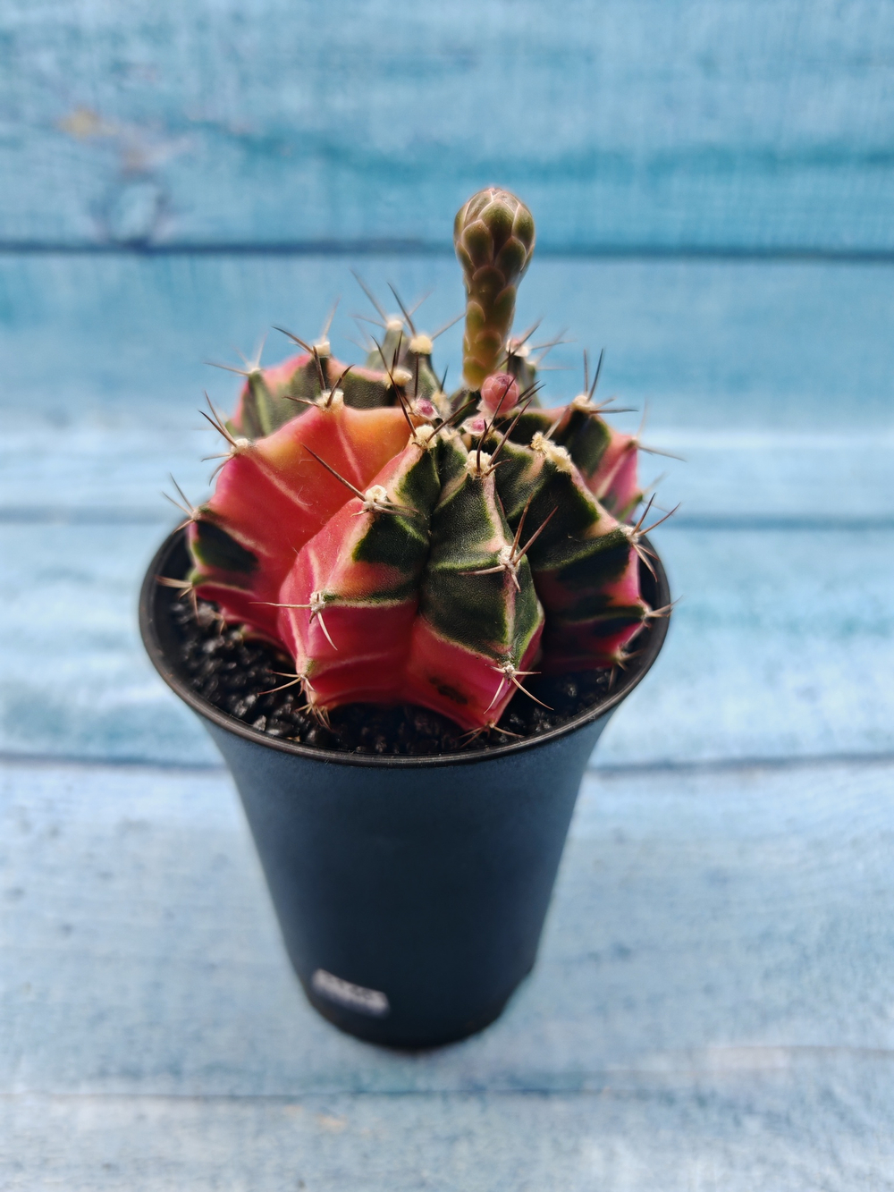 Gymnocalycium Variegata (Гимнокалициум Вариегатный)