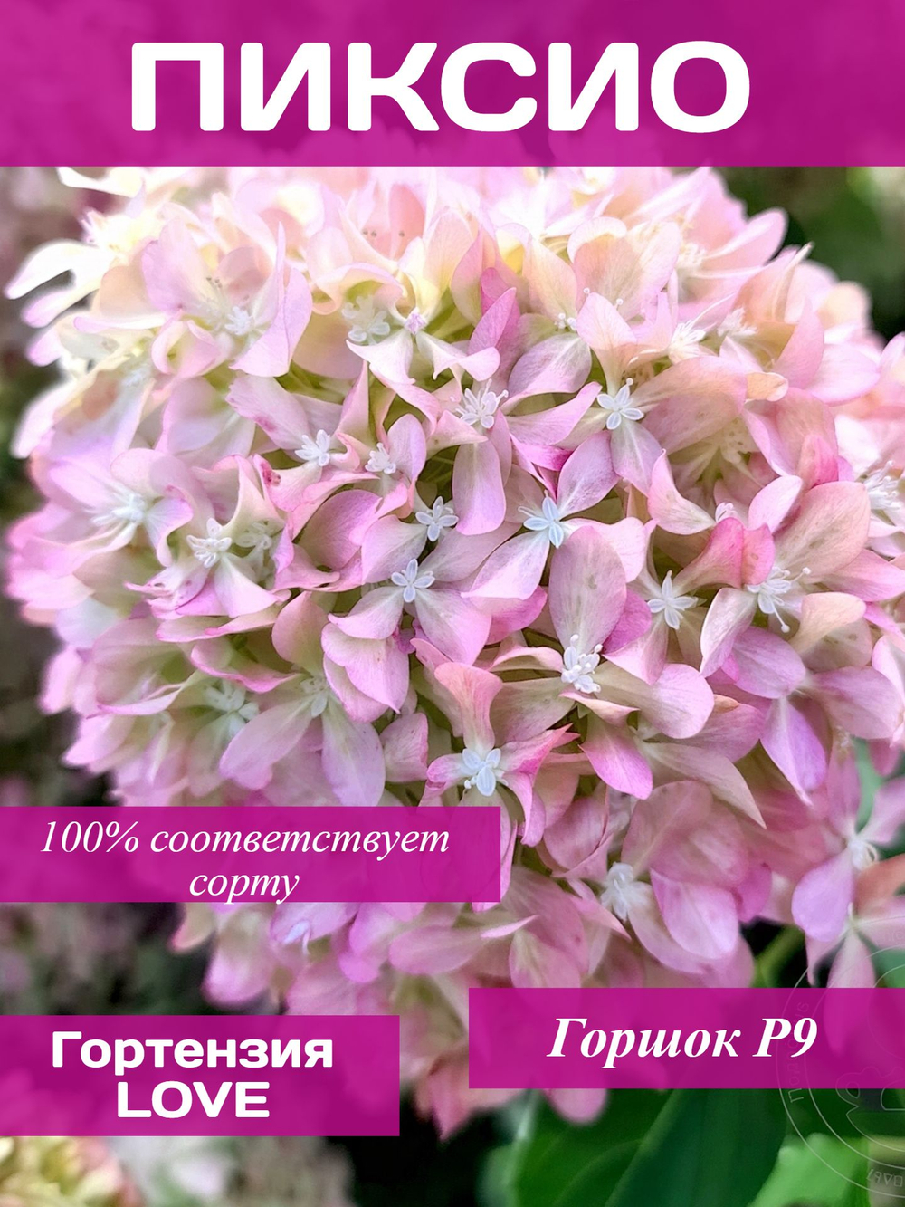 Пиксио гортензия метельчатая