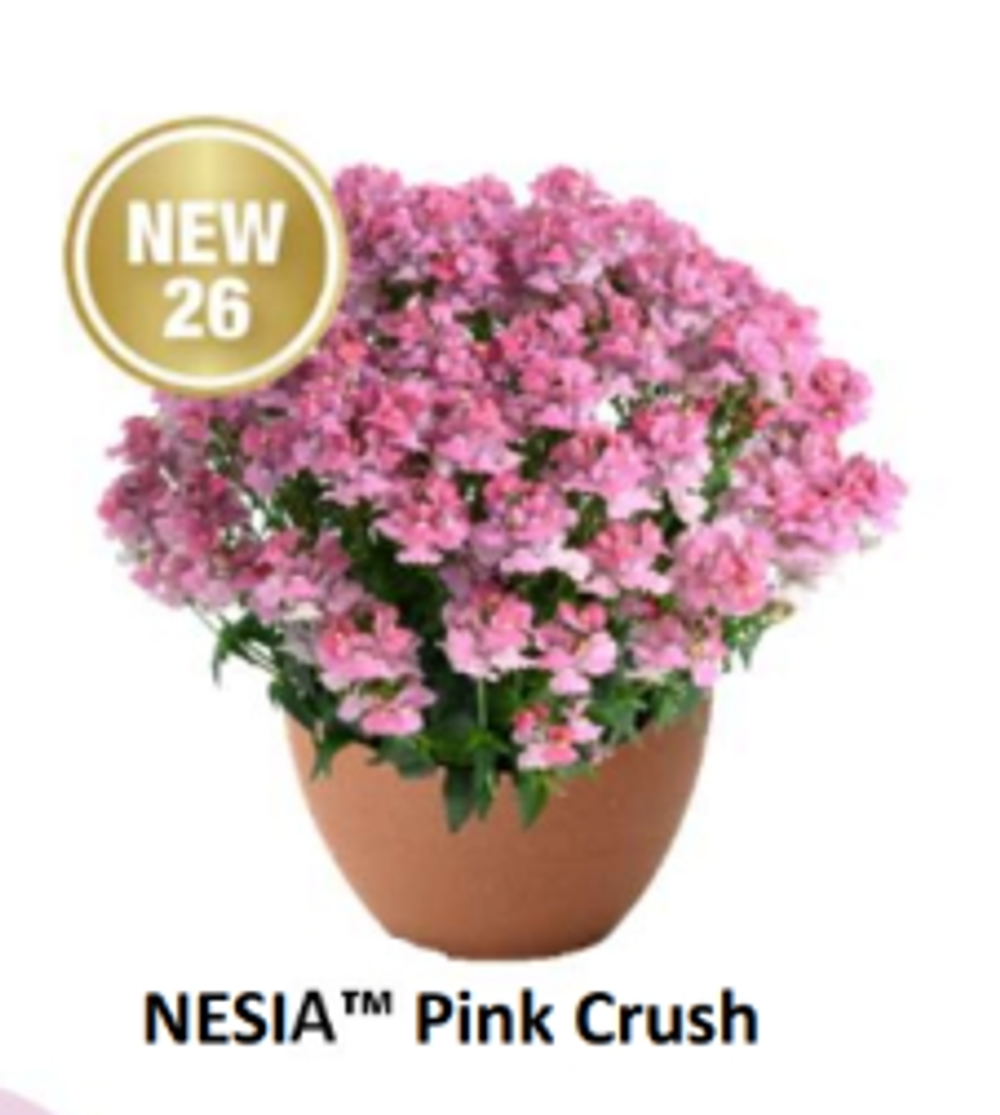 ЕВРО Немезия Nesia Pink Crush укорененный ЕВРО черенок НАЧАЛО ЯНВАРЯ поставка 5