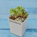 Fenestraria Aurantiaca (Фенестрария)