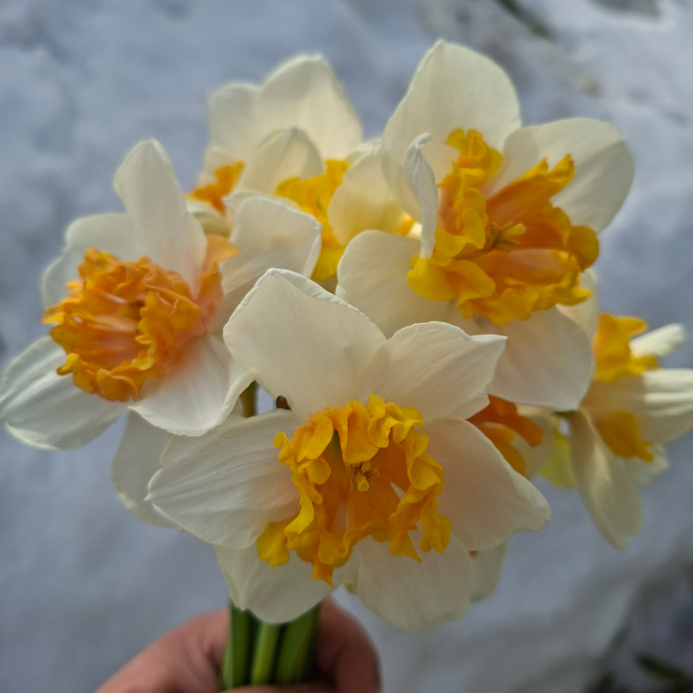 Нарцисс Болгарская рапсодия (Hungarian Rhapsody)