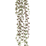 Крестовник Роули 80 см.