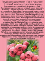 Голубика Пинк Лимонад розовая