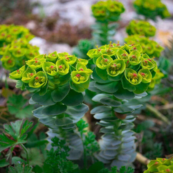 Молочай Палласа - корень Фишера (250г)