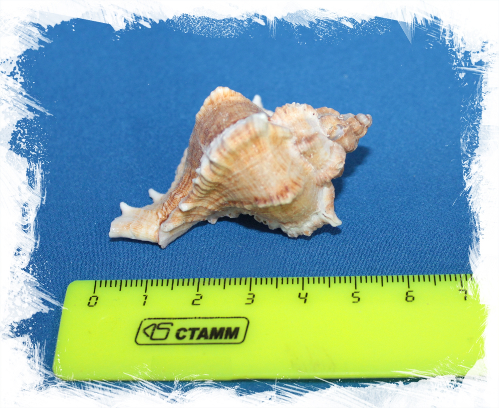 Мурекс Виржинеус, 4-6см, 1шт