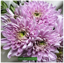 Хризантема одноголовая Rossano /о.24 /поставка весна 2026г/