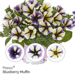 Петуния Peppy Blueberry Muffin укорененный черенок ОКС конец ноября