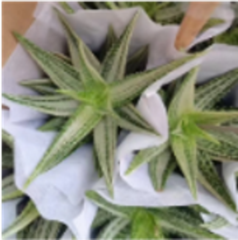 Алоэ Vera Brocade д.12