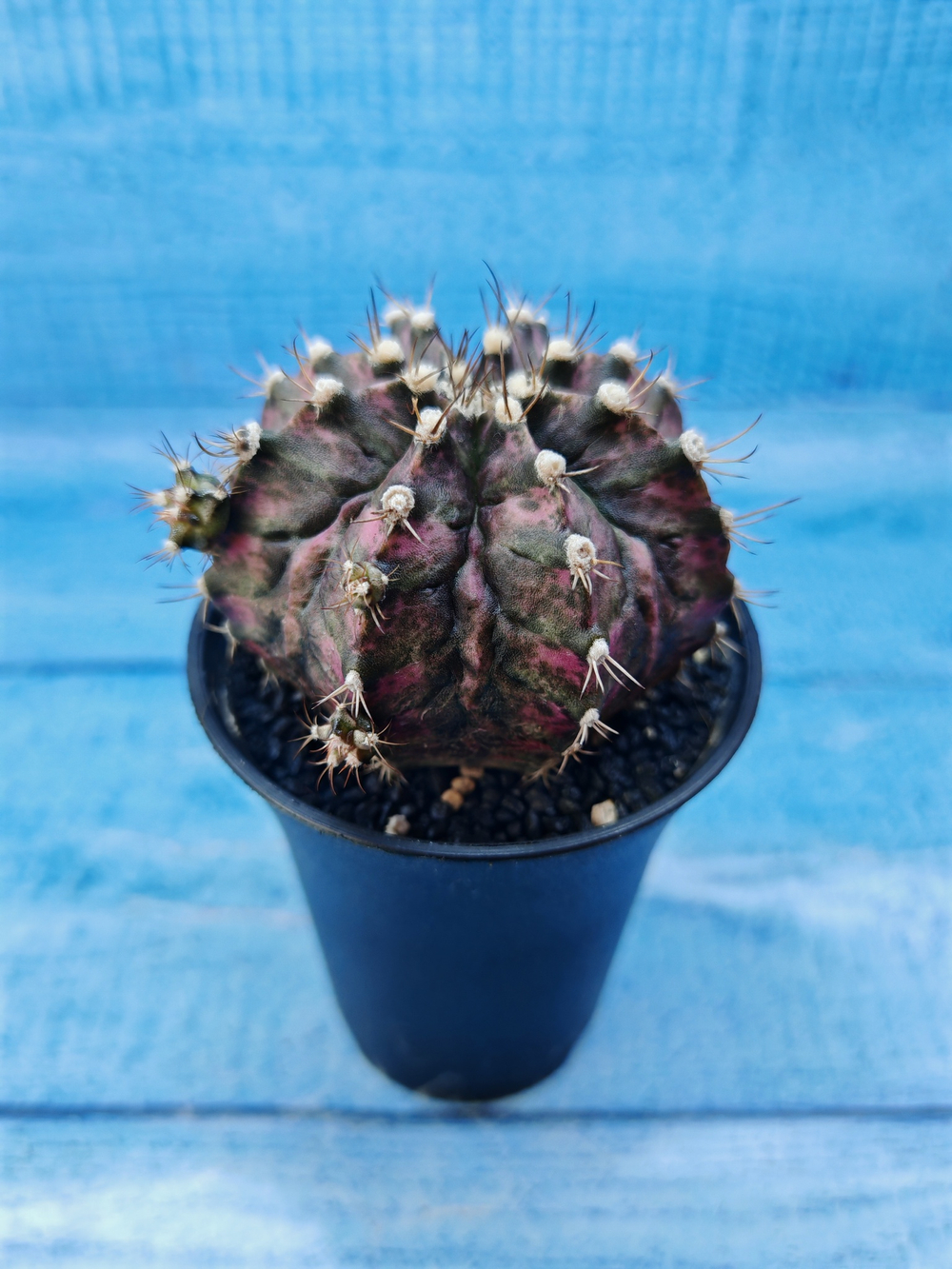 Gymnocalycium T-Rex Pink hybride (Гимнокалициум T-rex)