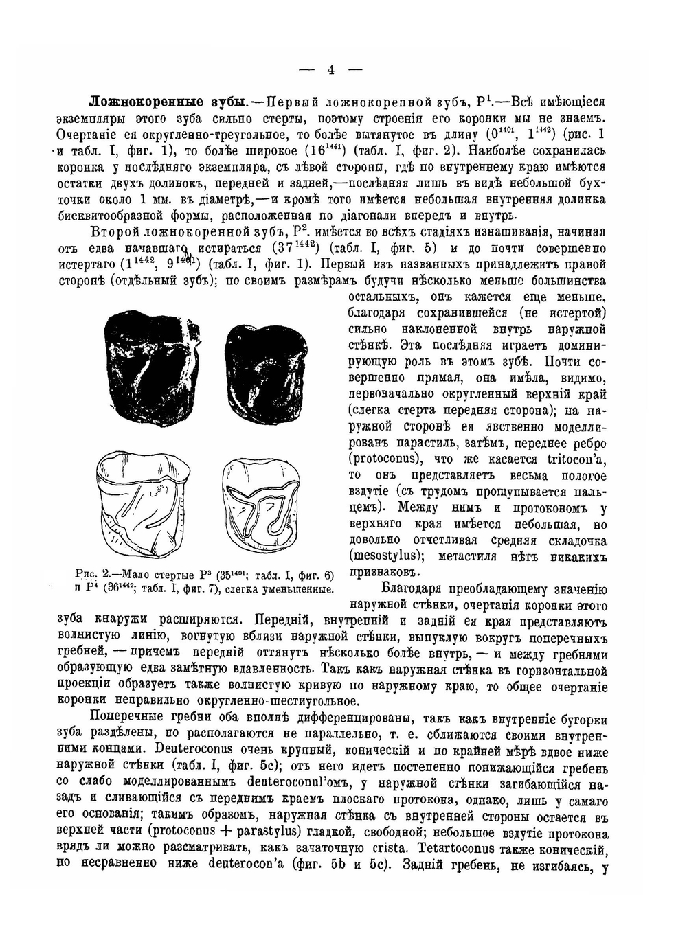Остеология. Epiaceratherium turgaicum nov. sp | А. А. Борисяк