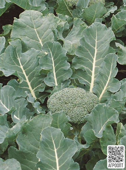 Фиеста F1 семена капусты брокколи (Bejo / Бейо) в поде – фото 2