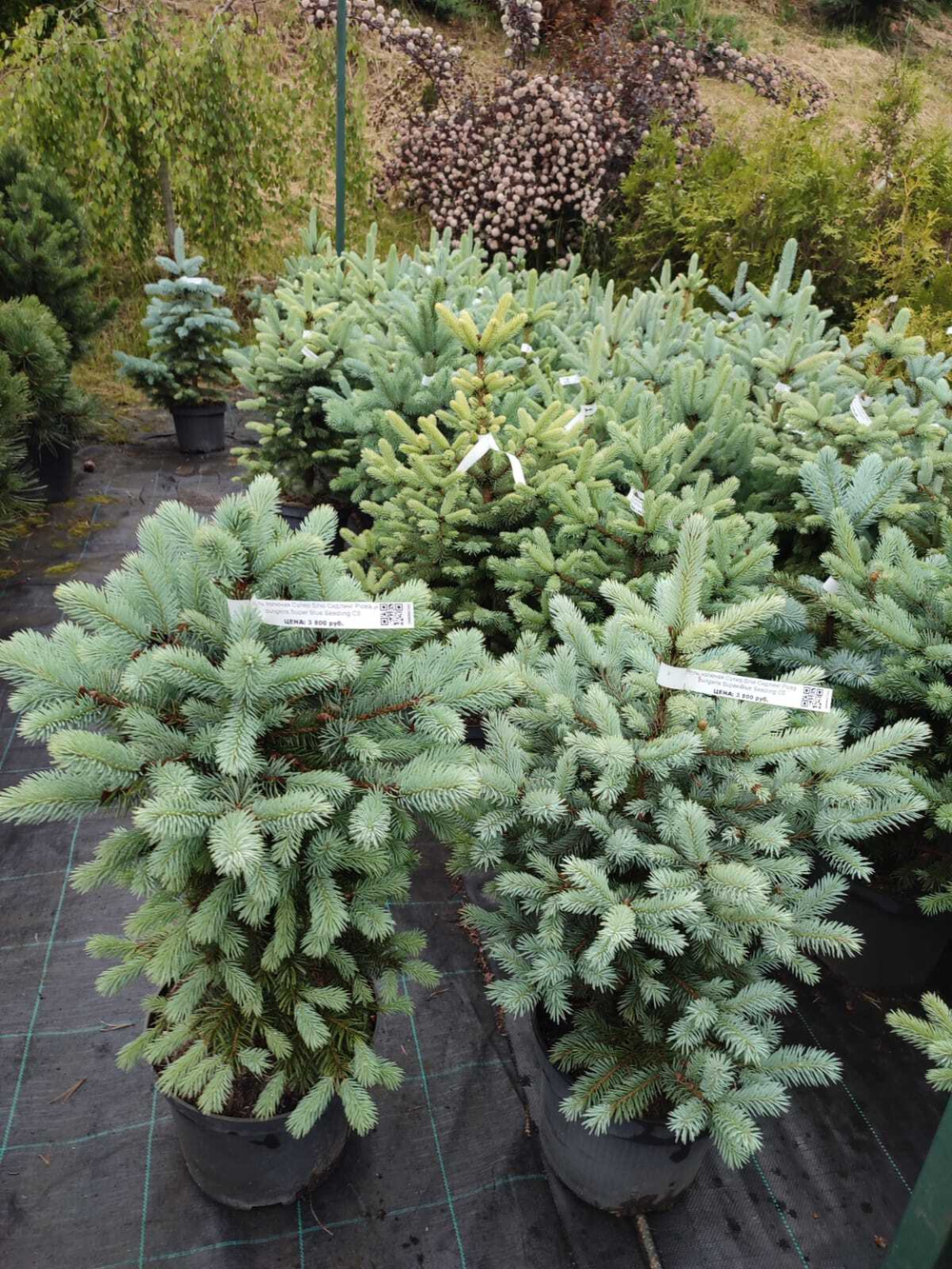 Ель колючая голубая Super Blue seedling