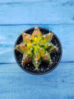 Gymnocalycium Variegata (Гимнокалициум Вариегатный)