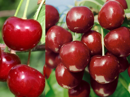 Саженец Вишни «Уральская черешенка» (Степная, Очень сладкая, Супер-зимостойкая)