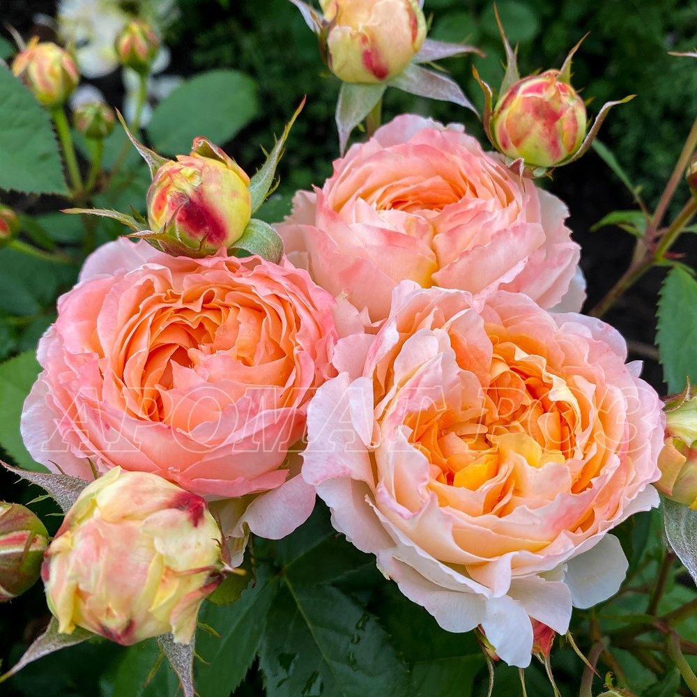 Принцесса Айко (Princess Aiko)