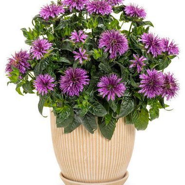 3793 Монарда LEADING LADY AMETHYST WG (ВЕСНА 2025)