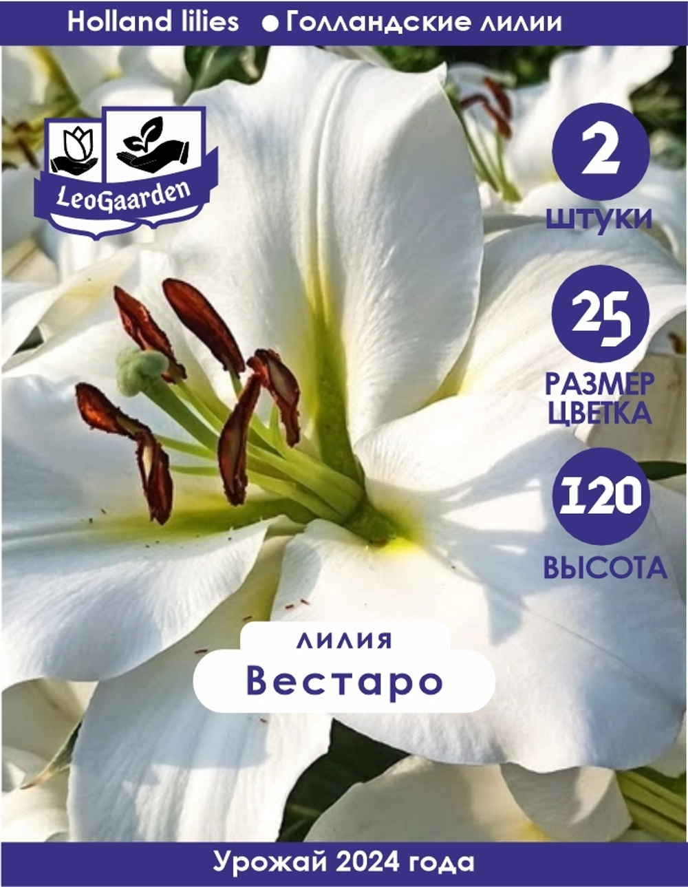 Лилия Луковица, Вестаро, 2 шт
