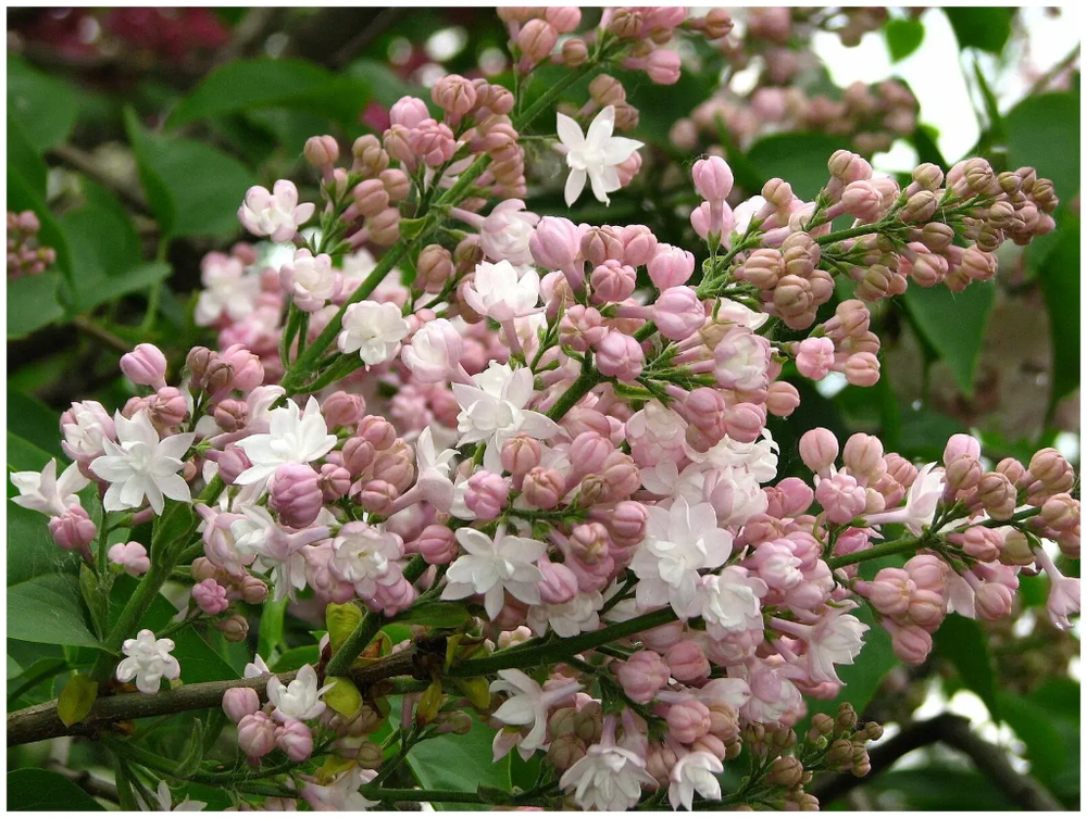 Сирень обыкновенная «Красавица Москвы»