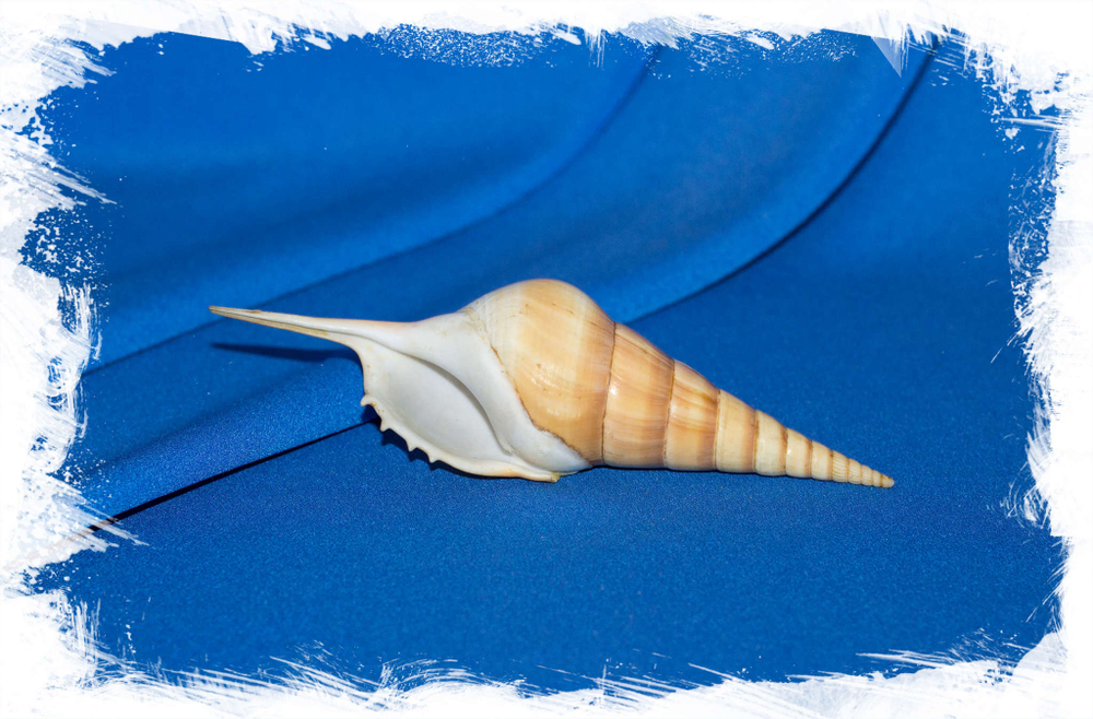 Арабская тибия, Tibia insulaechorab