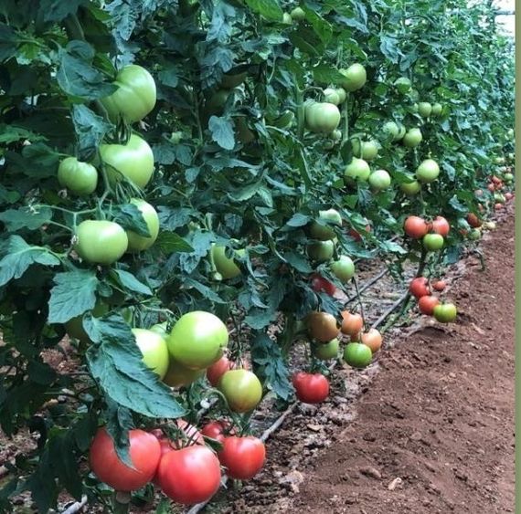 ПИНК ПРОФИТ F1 семена томата Sakata цена