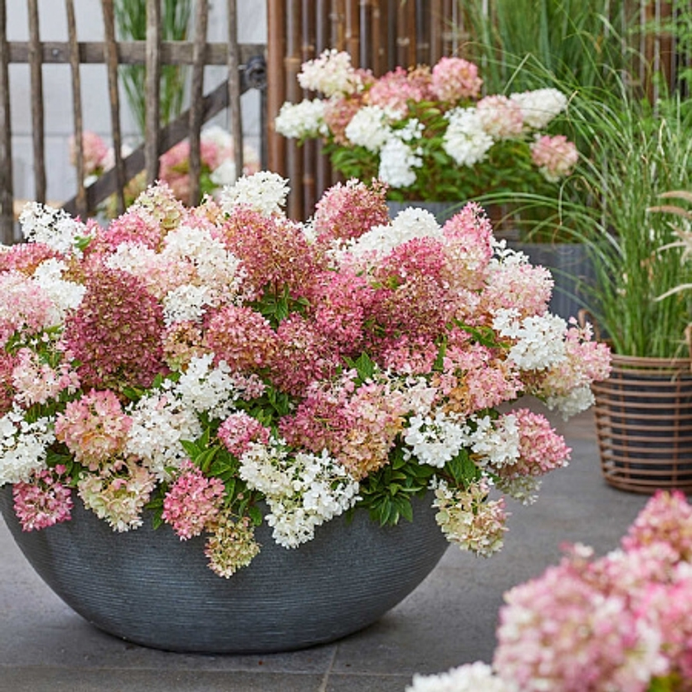 Граундбрейкер Блаш (Groundbreaker Blush)   Гортензия метельчатая,  Р9