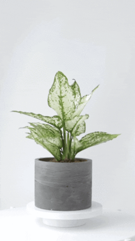 Аглаонема Вайт Киви