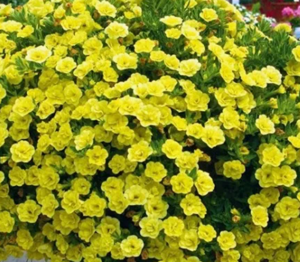 ЕВРО Калибрахоа Mini Famous Uno double yellow укорененный черенок ОКС