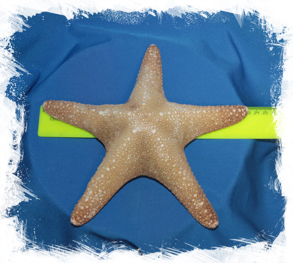 Морская звезда Астеродискус