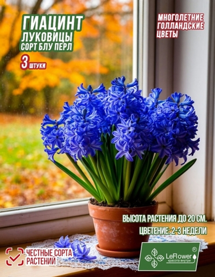 Гиацинт Луковицы, Блу Перл, 3шт