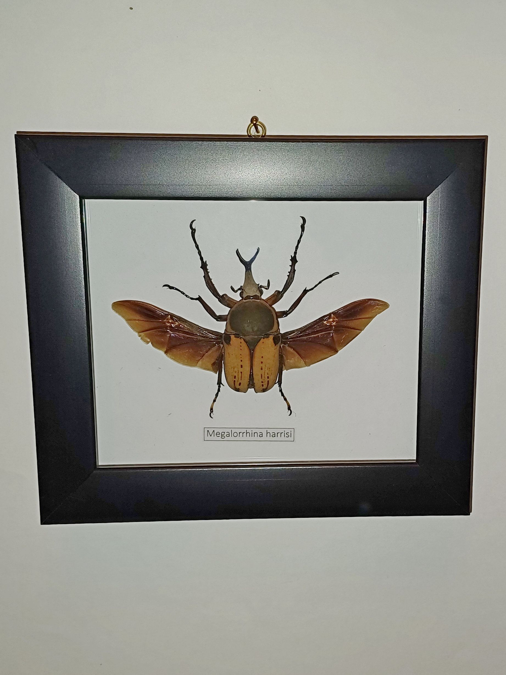 Украшение настенное интерьерное Бронзовка в рамке