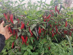 Сладкий Фиолетовый Японский Чили Перец Мурасаки Тогараши Ямато - 紫とうがらし