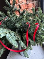 Нобилис - 1 ветка