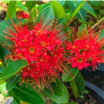 Ксантостемон красный – Xanthostemon red