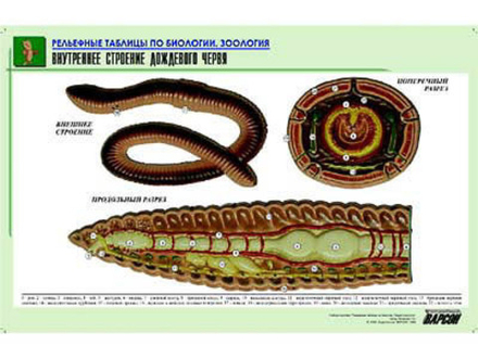 Рельефная таблица &#34;Внутреннее строение дождевого червя&#34; (формат А1, матовое ламинир.)