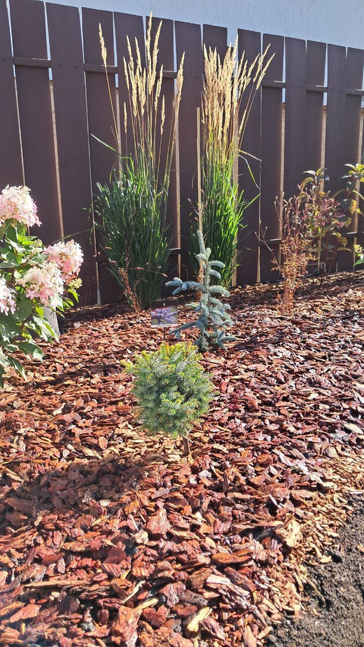 Вейник остроцветковый 'Overdam' С2 Закупка М39 июнь 2026