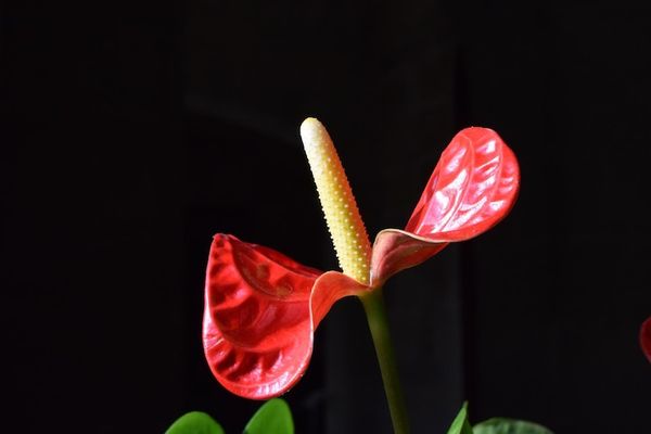 Антуриум: живое растение с характером — подробное руководство по уходу и видам