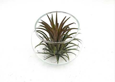 Тиляндсия Атмосферная (без вазы)