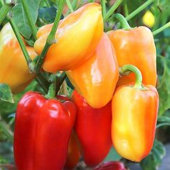 БАРБИ F1 семена перца сладкого (Syngenta | Alexagro)