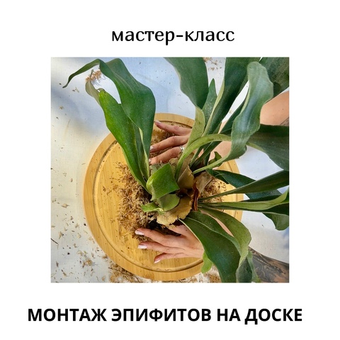 🌿 Мастер-класс «Эпифит на доске» — зелёная скульптура для вашей стены