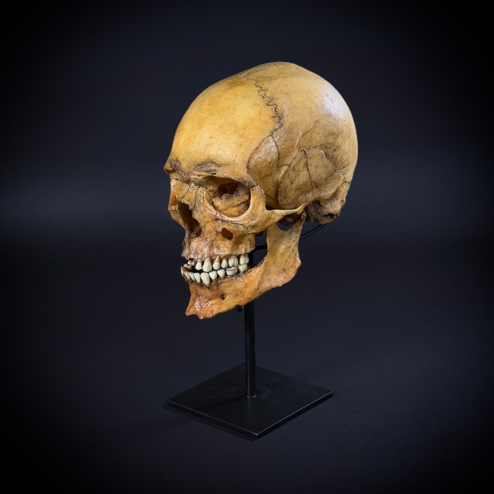 Череп человека на стойке (анатомическая модель)