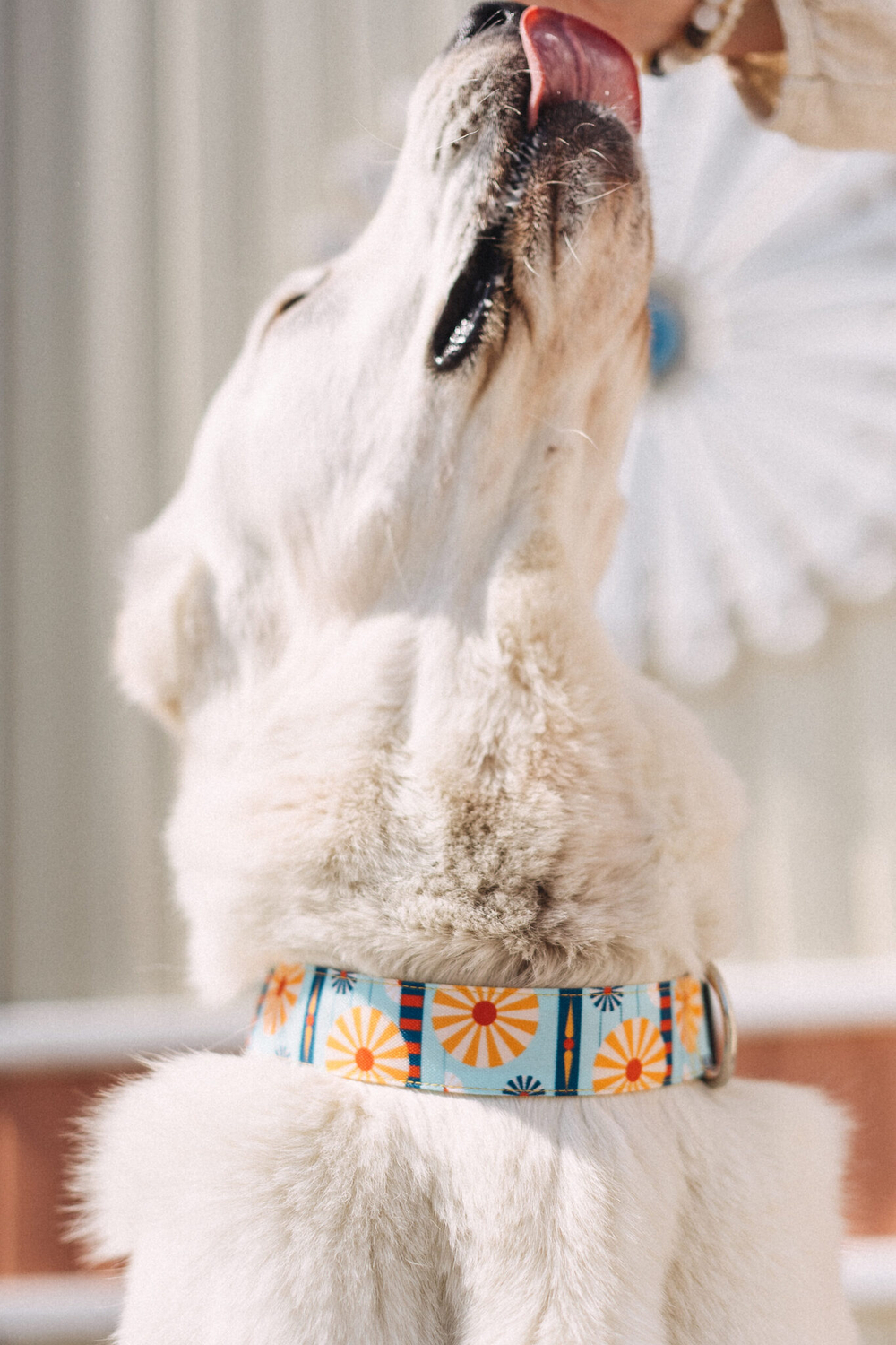 Ошейник Старо-Татарская слобода, наличие