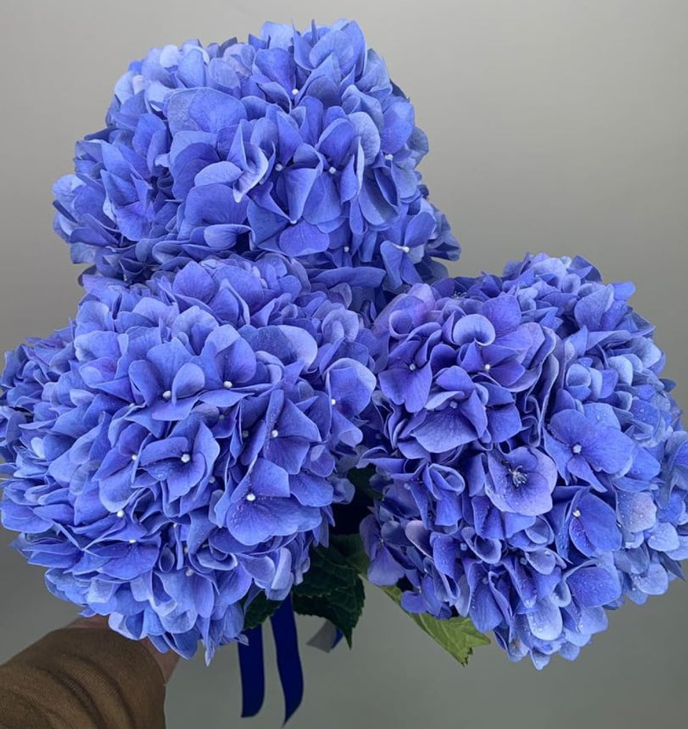 Букет из гортензий