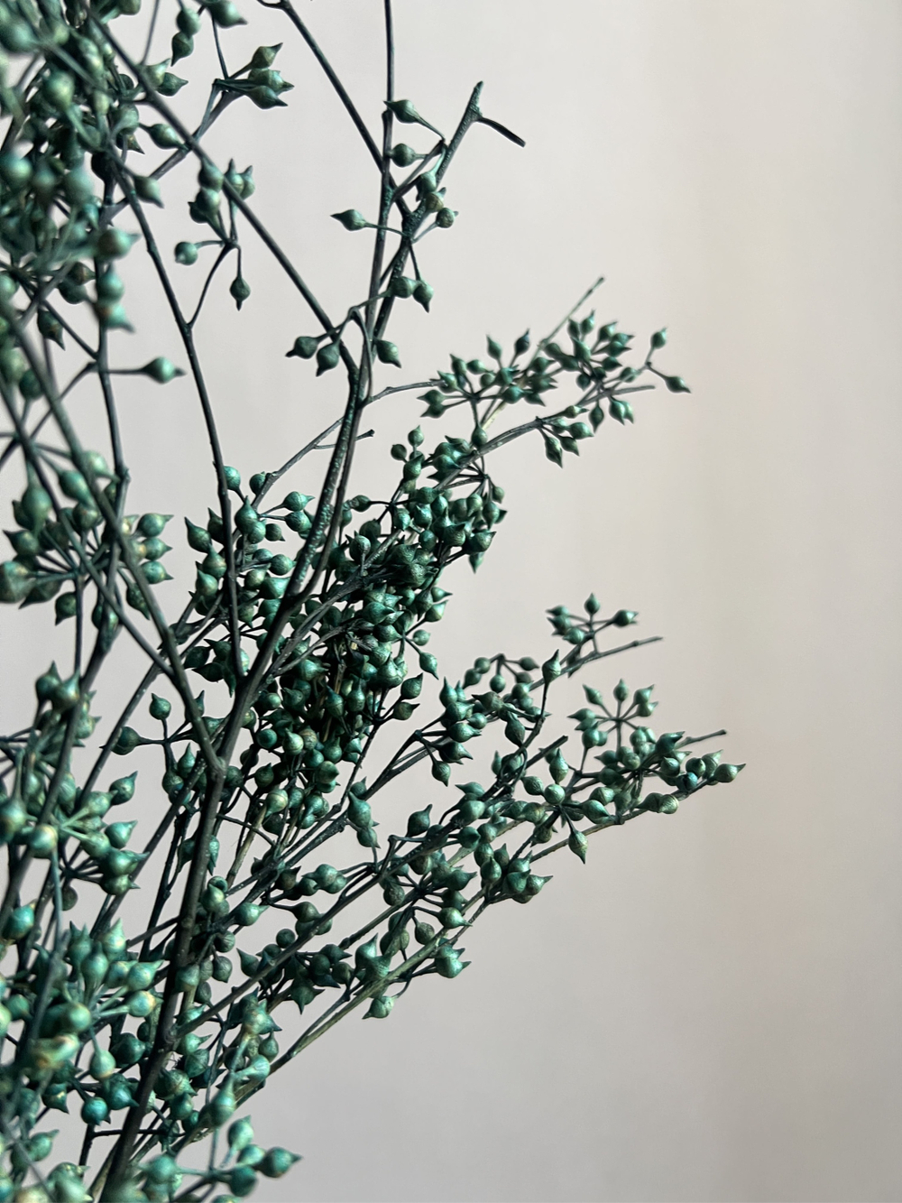 Плоды эвкалипта темно-зеленые