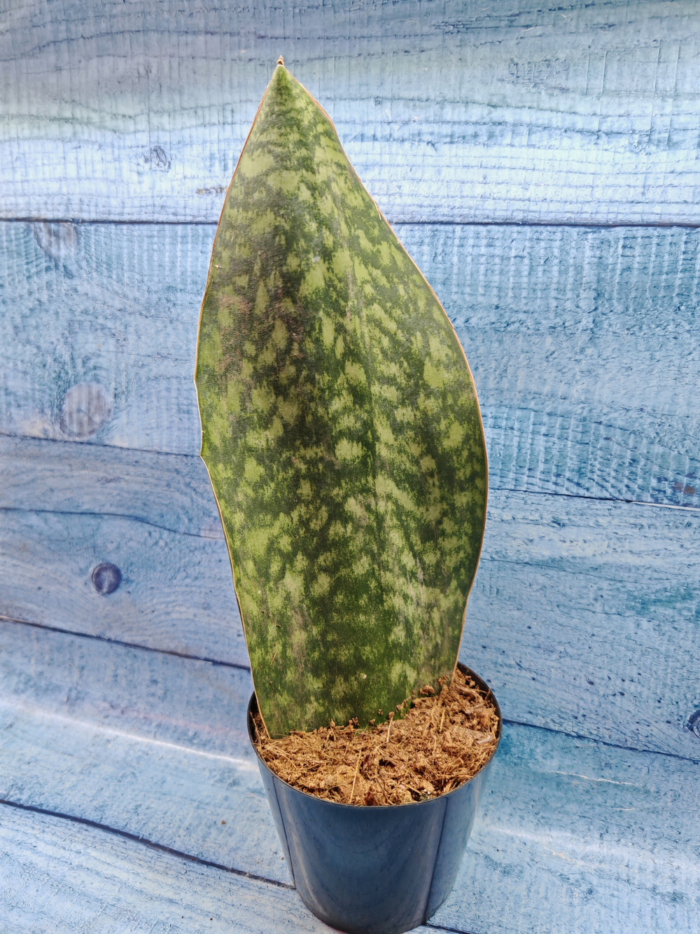 Sansevieria Masoniana Whale Fin (Сансевиерия)